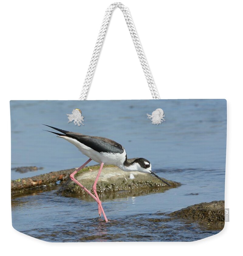 Black-necked Stilt Weekender Tote Bag featuring the photograph Hunting Mode by Fraida Gutovich