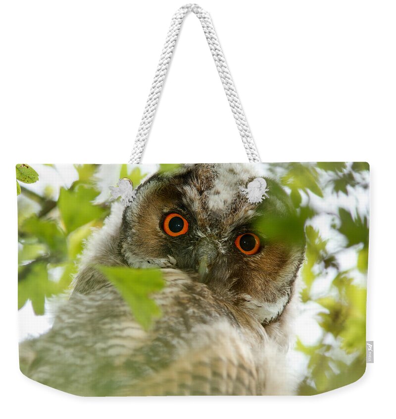 Birds Weekender Tote Bag featuring the photograph HypnotEyes - Long-eared Owl by Roeselien Raimond