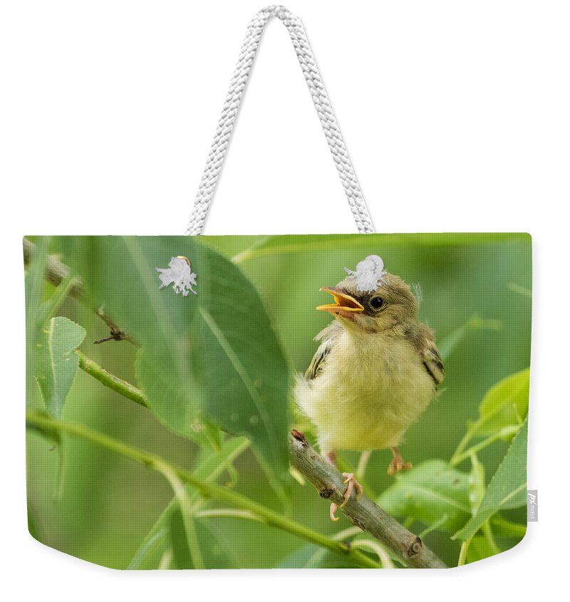 Warbler Weekender Tote Bag featuring the photograph I Can Dance by Mindy Musick King