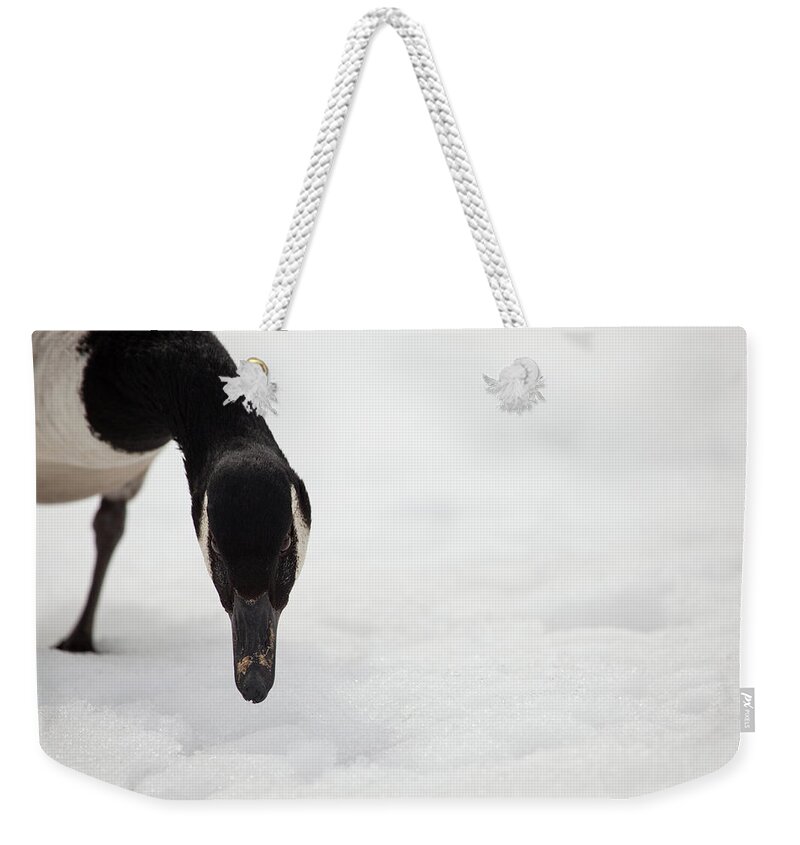 Canada Goose Point Weekender Tote Bag featuring the photograph I Do See You by Karol Livote
