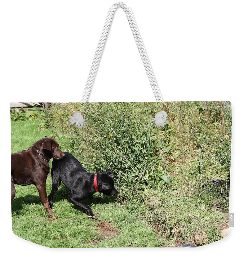 Animals Weekender Tote Bag featuring the photograph I KNOW There's Something In There by Greg DeBeck