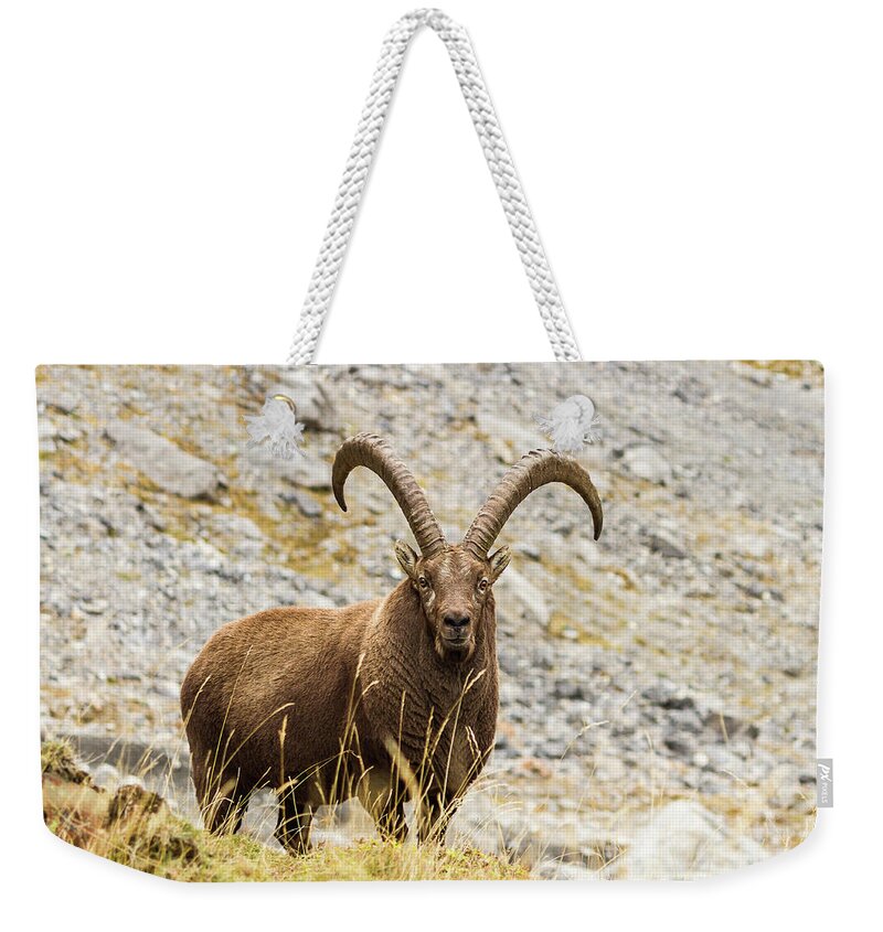 Wildlife Weekender Tote Bag featuring the photograph Ibex - 2 - French Alps by Paul MAURICE