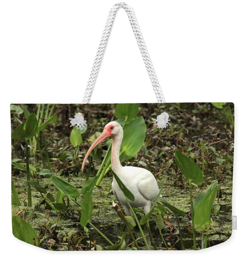 Ibis In Swamp Weekender Tote Bag featuring the photograph Ibis in the Swamp by Carol Groenen