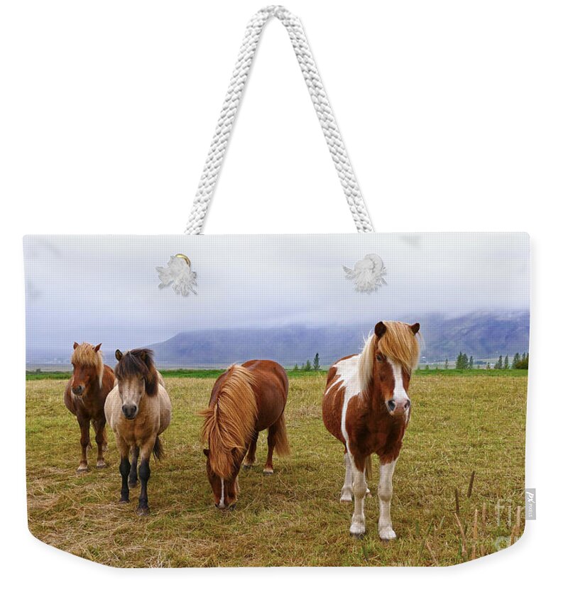 Iceland Weekender Tote Bag featuring the photograph Icelandic Horse Quartet by Catherine Sherman