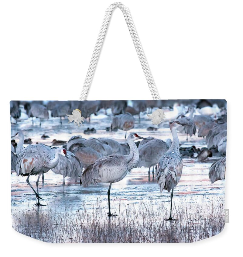 Bosque Del Apache National Wildlife Refuge Weekender Tote Bag featuring the photograph Icy Stroll by Susan Warren