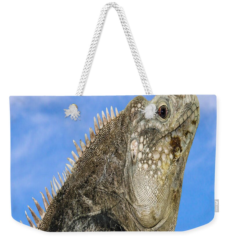 Iguana Weekender Tote Bag featuring the photograph Iguana Nature Girl by LeeAnn McLaneGoetz McLaneGoetzStudioLLCcom