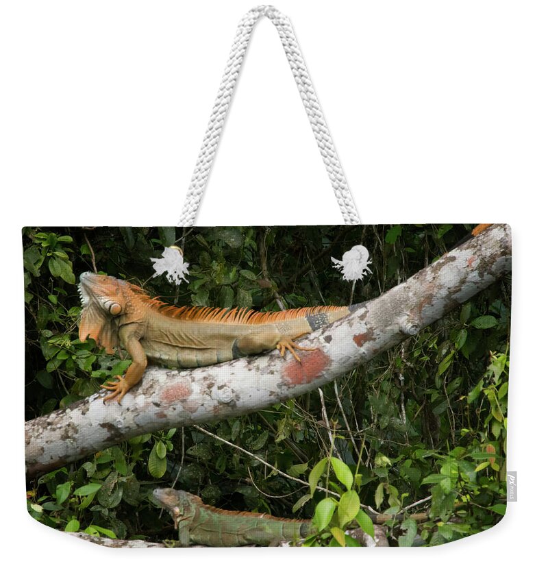 Iguana Weekender Tote Bag featuring the photograph Iguana Pair by Jessica Levant