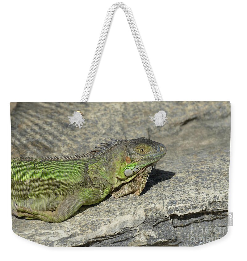 Iguana Weekender Tote Bag featuring the photograph Iguana Warming in the Sunshine by DejaVu Designs