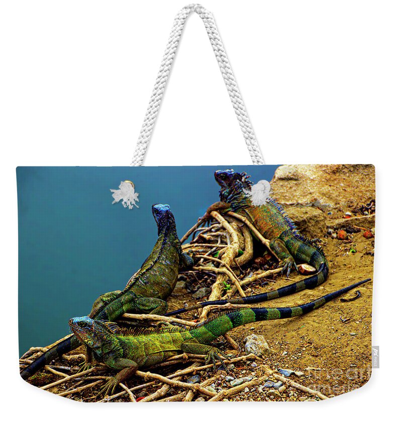 Land Weekender Tote Bag featuring the photograph Iguanas In Montanita, Ecuador by Al Bourassa