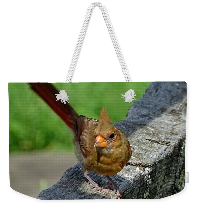 Bird With The Seed Weekender Tote Bag featuring the photograph I'm NOT a chicken by Lilia S
