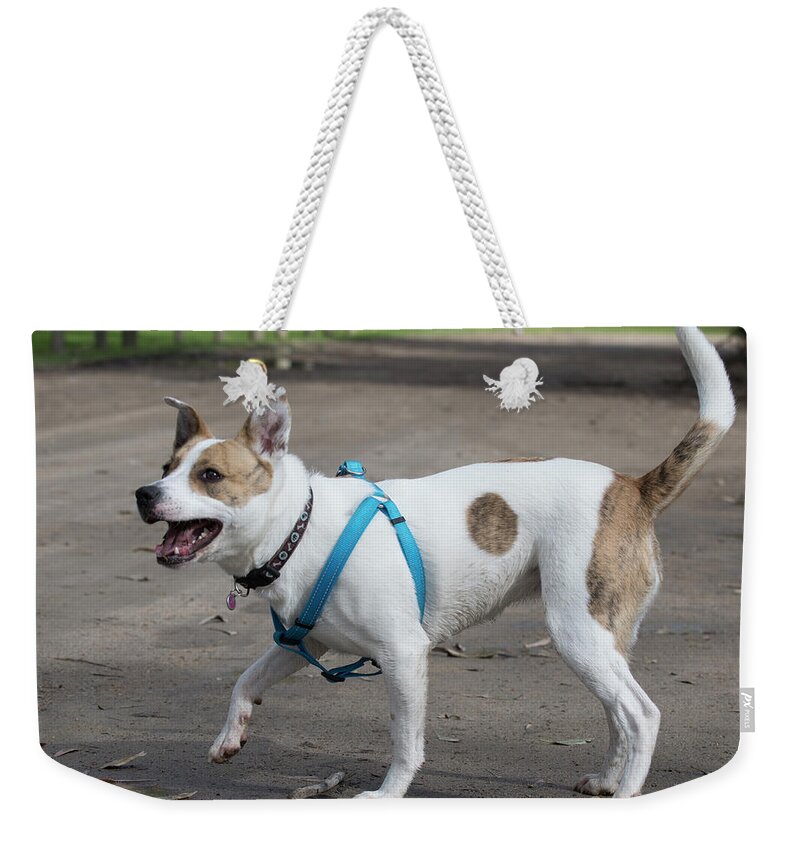 Dog Weekender Tote Bag featuring the photograph I'm ready by Masami Iida