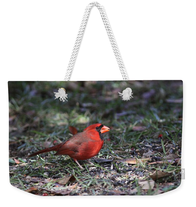 Northern Cardinal Weekender Tote Bag featuring the photograph IMG_4215-003 - Northern Cardinal by Travis Truelove