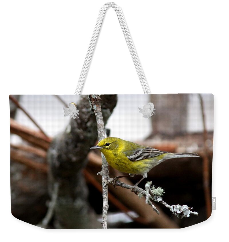 Pinewarbler Weekender Tote Bag featuring the photograph IMG_6135 -PineWarbler by Travis Truelove