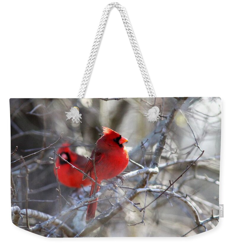 Northern Cardinal Weekender Tote Bag featuring the photograph IMG_7656 - Northern Cardinal by Travis Truelove