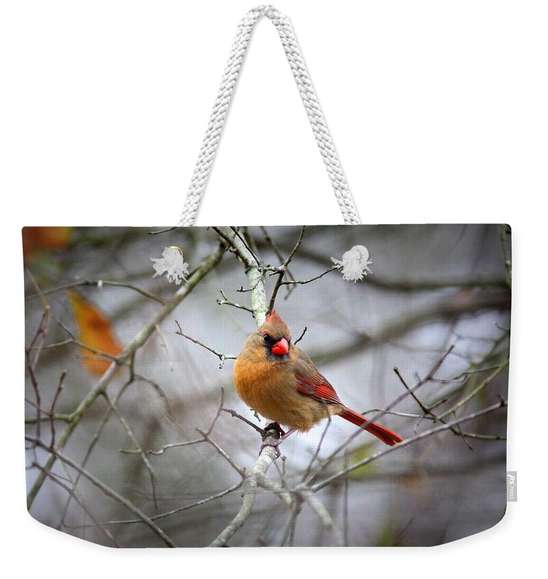 Northern Cardinal Weekender Tote Bag featuring the photograph IMG_9849 - Northern Cardinal by Travis Truelove