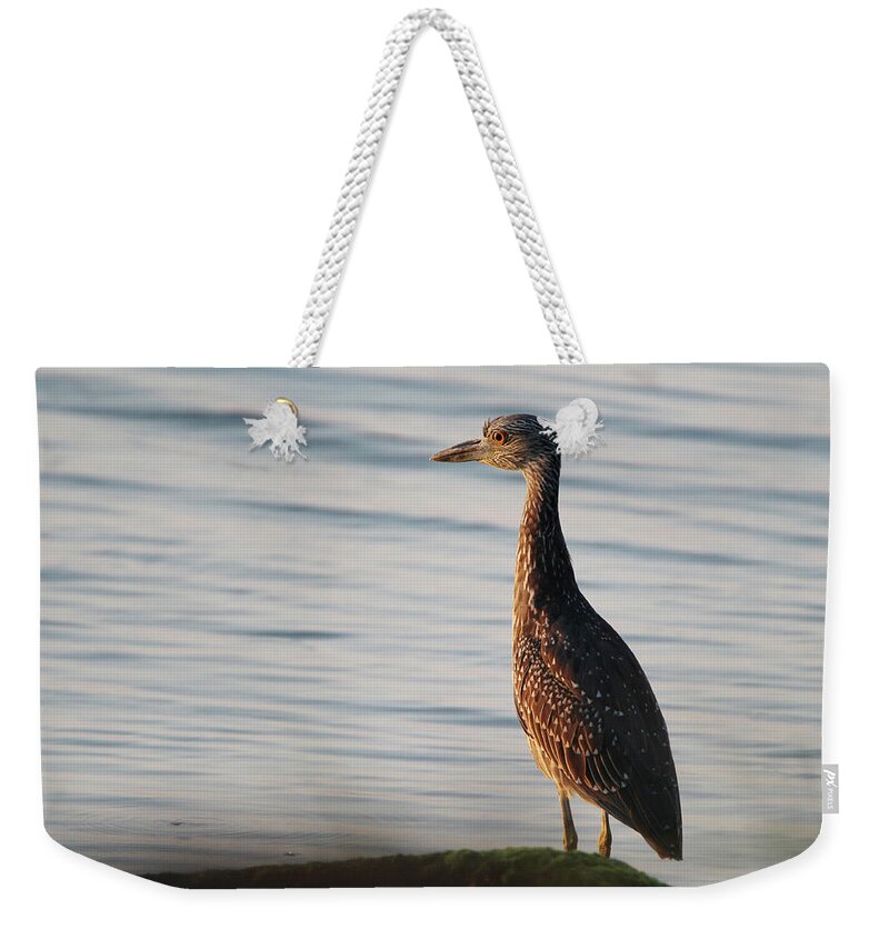 Immature Weekender Tote Bag featuring the photograph Immature Black-crowned Night-Heron Mt Sinai New York by Bob Savage