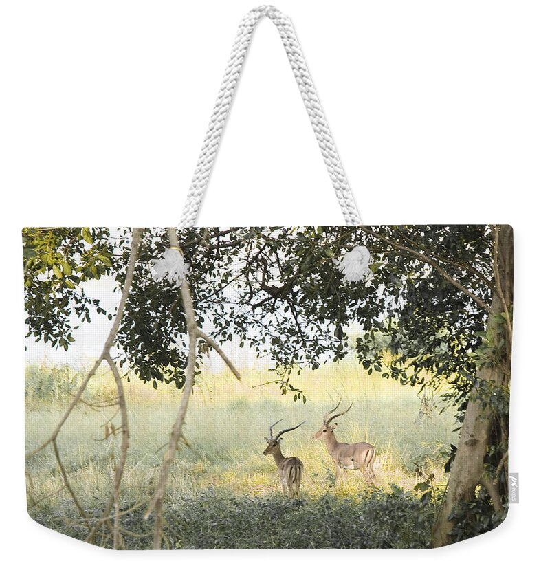 Wildlife Weekender Tote Bag featuring the photograph Impala by Patrick Kain
