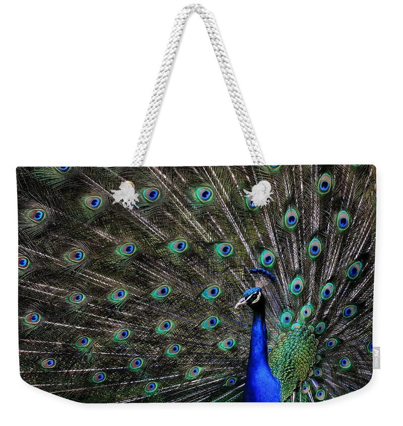 Peacock Weekender Tote Bag featuring the photograph In All His Splendor by Joe Bonita