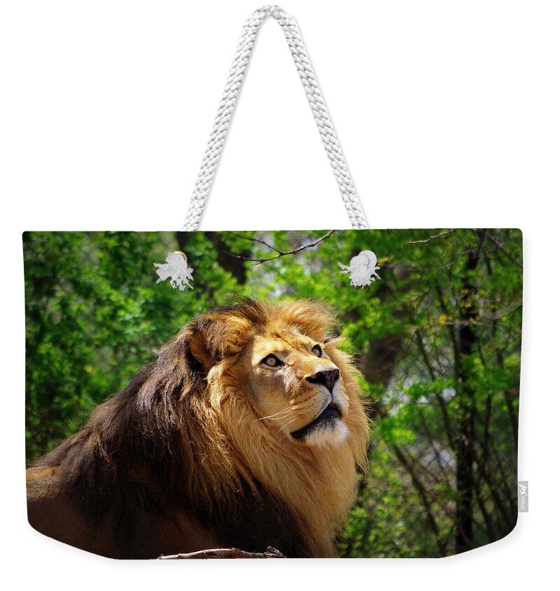 Lion Weekender Tote Bag featuring the photograph In Awe of You by Linda Mishler