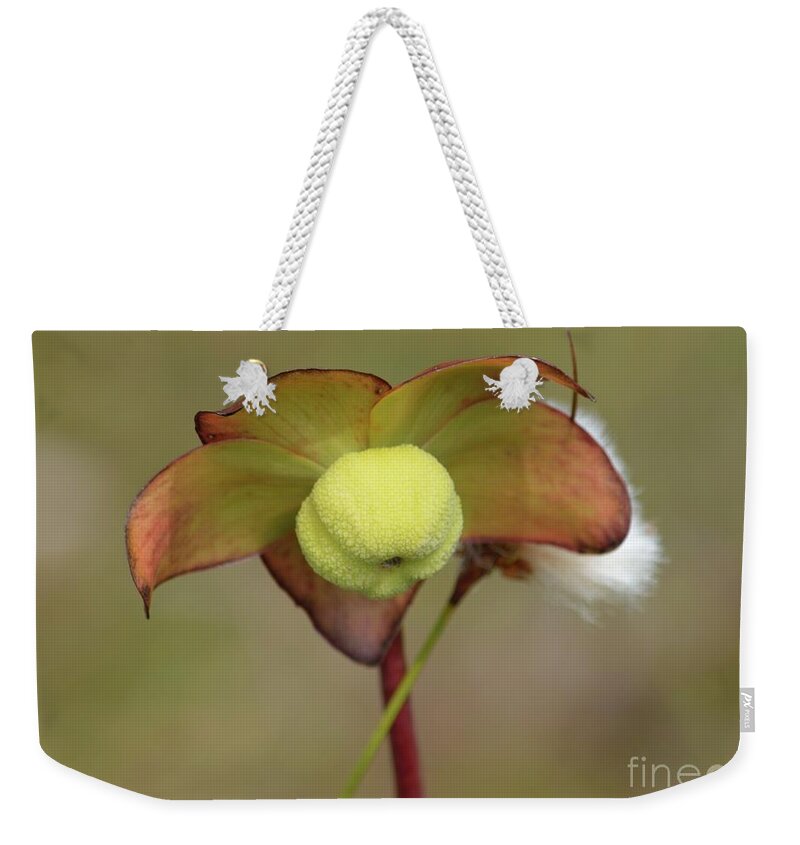 Bog Weekender Tote Bag featuring the photograph In Bloom by Randy Bodkins