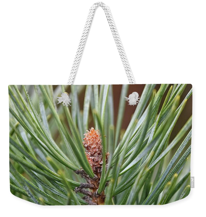 Pine Weekender Tote Bag featuring the photograph In the Beginning by Kuni Photography