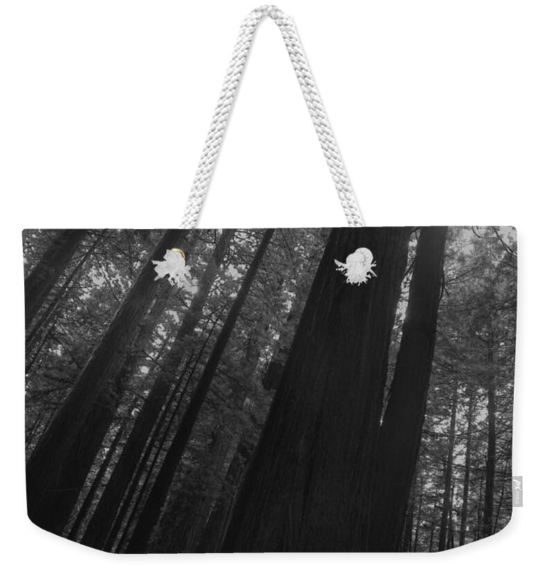 Nature Weekender Tote Bag featuring the photograph In the Forest by John K Sampson