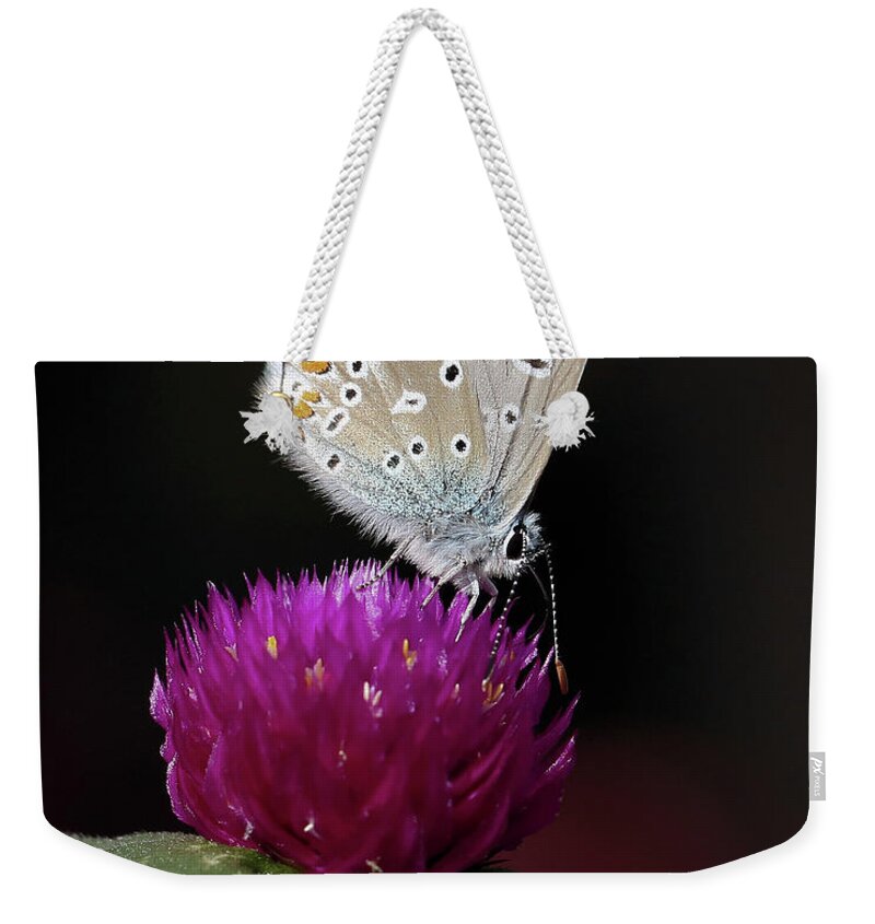 European Common Blue Butterfly Weekender Tote Bag featuring the photograph In the Spotlight by Doris Potter