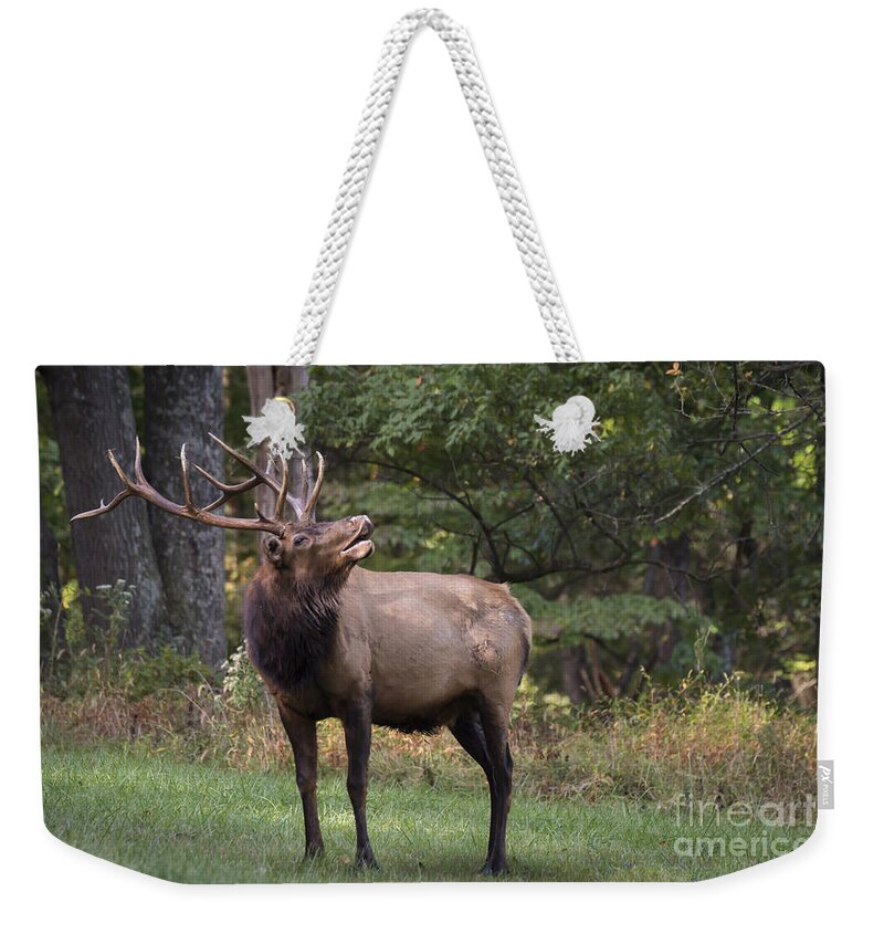 Bull Weekender Tote Bag featuring the photograph In The Air by Andrea Silies
