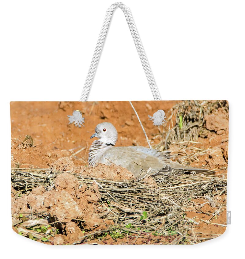 Eurasian Weekender Tote Bag featuring the photograph Eurasian Collared Dove on Nest by Tam Ryan