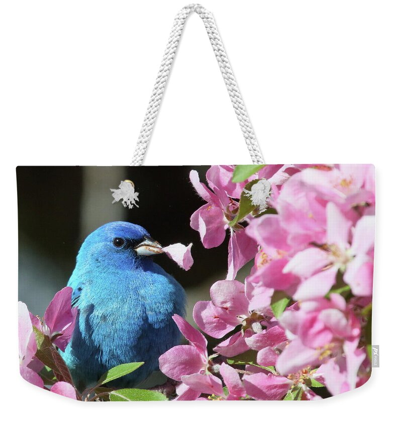 Indigo Bunting Weekender Tote Bag featuring the photograph Indigo Bunting with a Flower Petal by Duane Cross