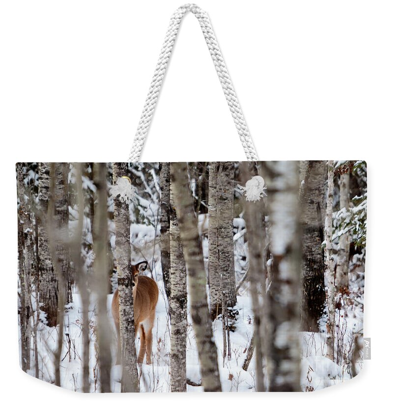 Minnesota Weekender Tote Bag featuring the photograph Indus Fawn by Lori Dobbs