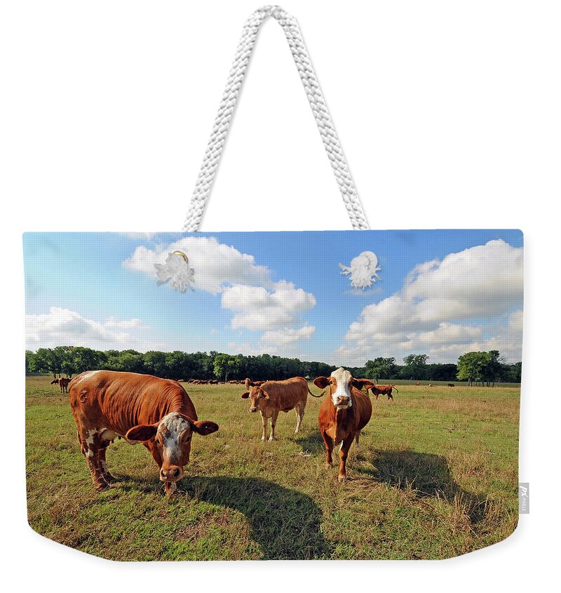 Inquisitive Weekender Tote Bag featuring the photograph Inquisitive Cattle by Ted Keller