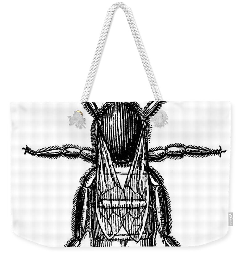 19th Century Weekender Tote Bag featuring the photograph Insects: Queen Bee by Granger