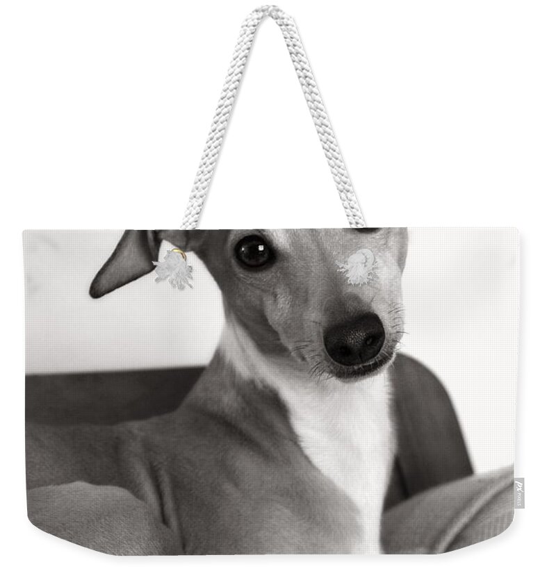 Black And White Weekender Tote Bag featuring the photograph Italian Greyhound Portrait in Black and White by Angela Rath