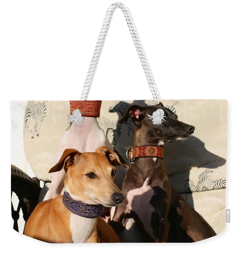 Editorial Weekender Tote Bag featuring the photograph Italian Greyhounds by Angela Rath