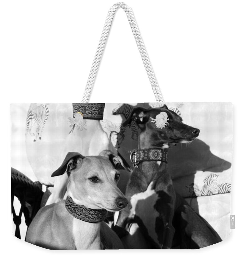 Editorial Weekender Tote Bag featuring the photograph Italian Greyhounds in Black and White by Angela Rath