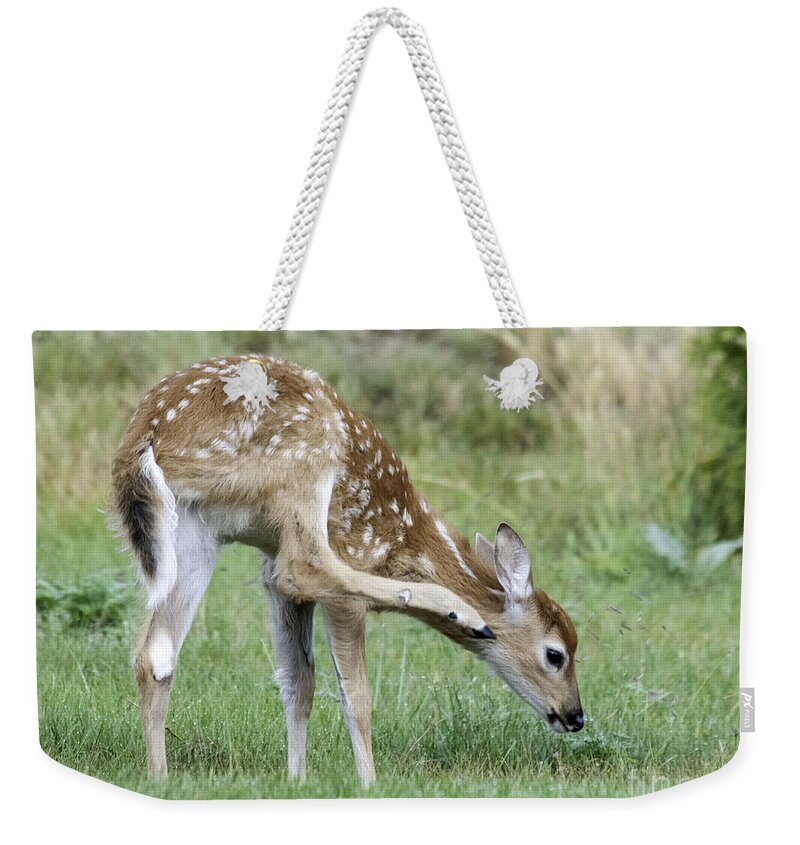 Whitetail Weekender Tote Bag featuring the photograph Itchy Fawn by Gary Beeler
