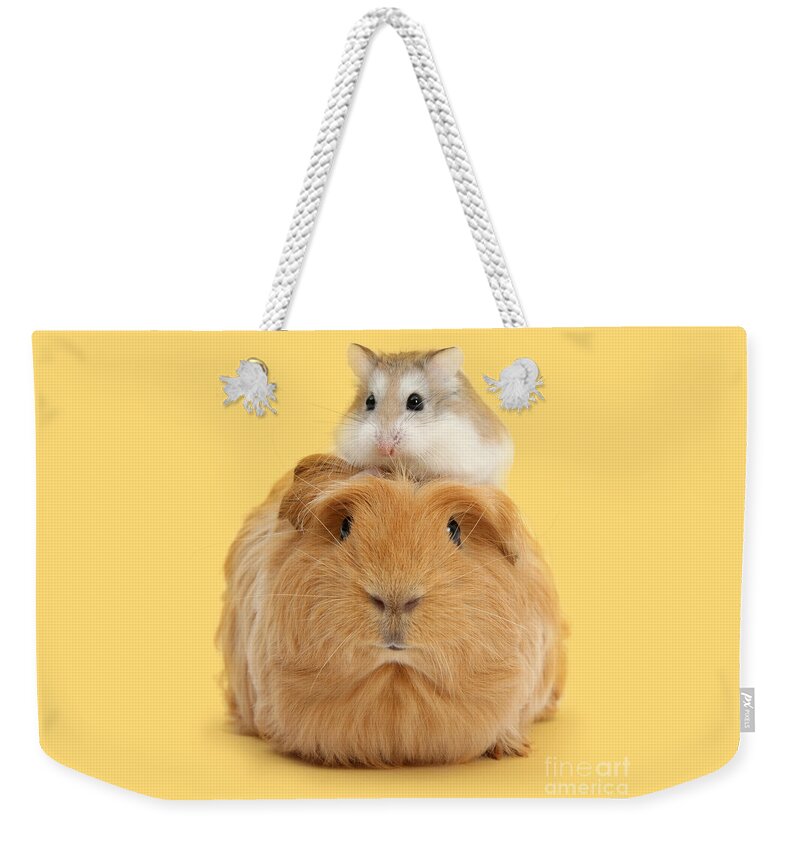 Roborovski Hamster Weekender Tote Bag featuring the photograph It's a Guinea wig by Warren Photographic