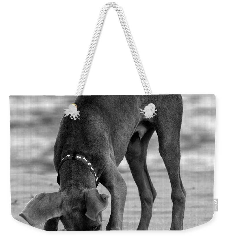 Weimaraner Puppy Weekender Tote Bag featuring the photograph Its My Clam by Angie Tirado