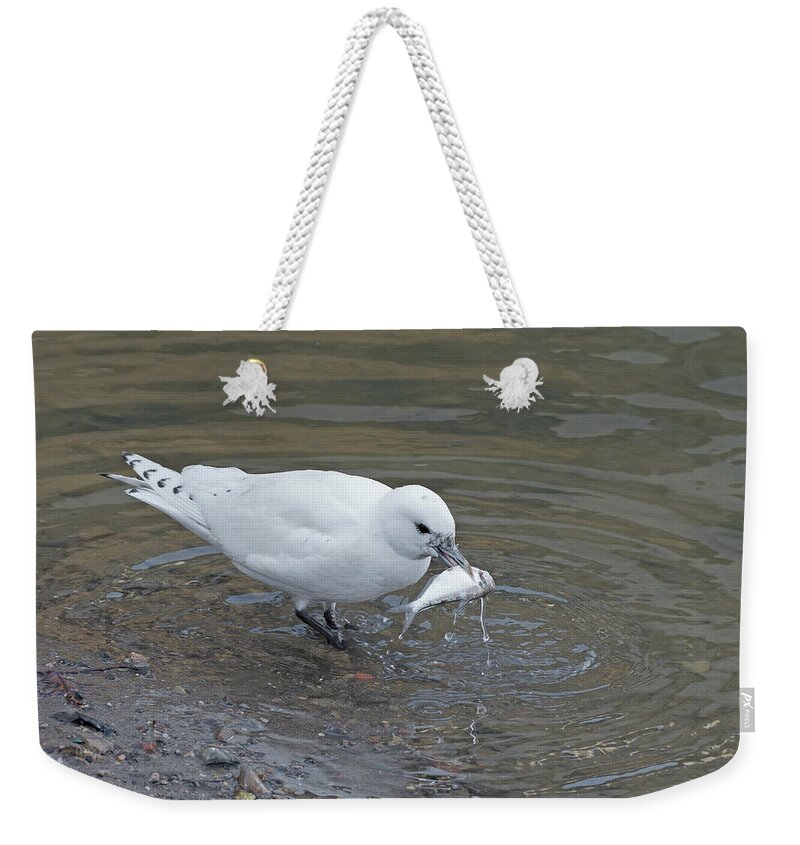 Bering Sea Weekender Tote Bag featuring the photograph Ivory Gull #2 by Jim Zablotny