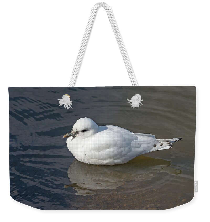 Ivory Gull Weekender Tote Bag featuring the photograph Ivory Gull by Jim Zablotny