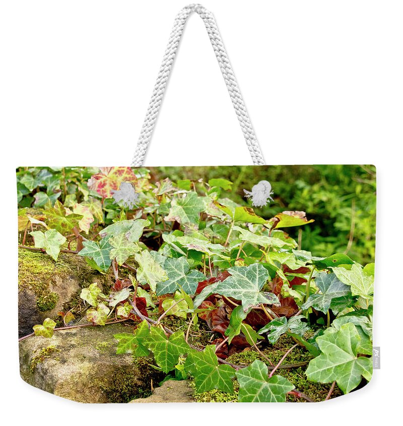 Ivy Weekender Tote Bag featuring the photograph Ivy on Stones by Elena Perelman