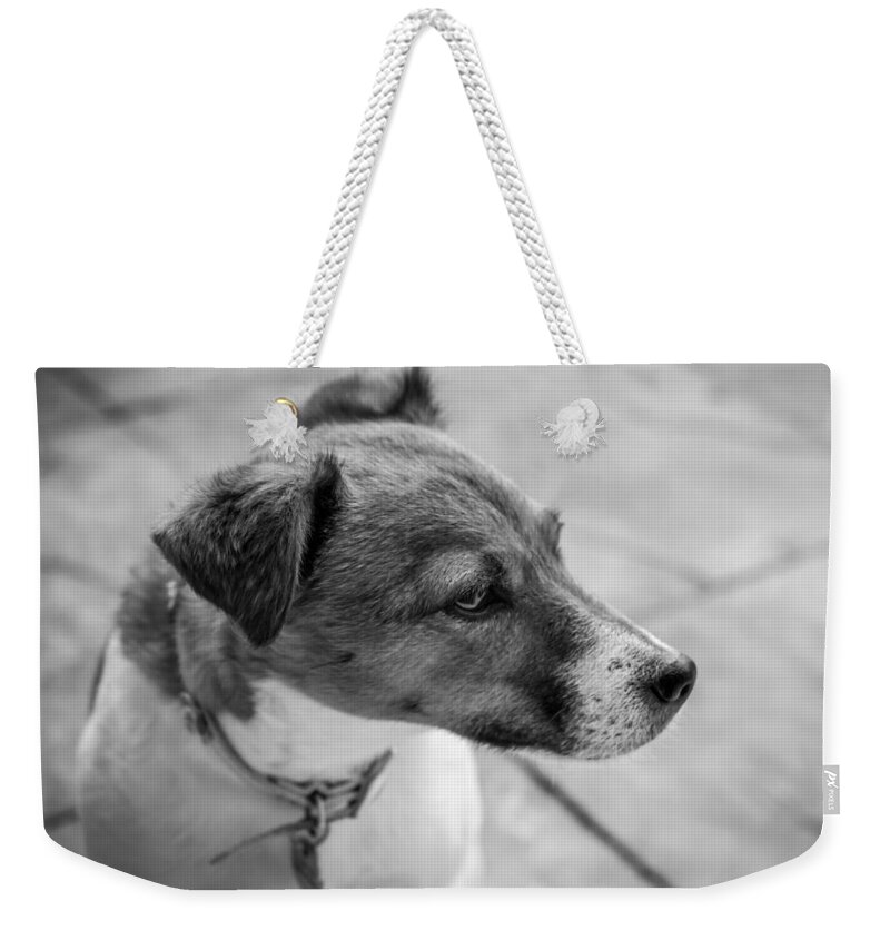 Dog Weekender Tote Bag featuring the photograph Jack Russell by Nick Bywater