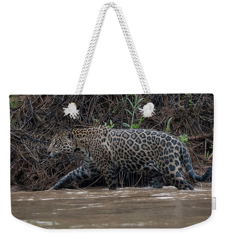 River Weekender Tote Bag featuring the photograph Jaguar in River by Wade Aiken
