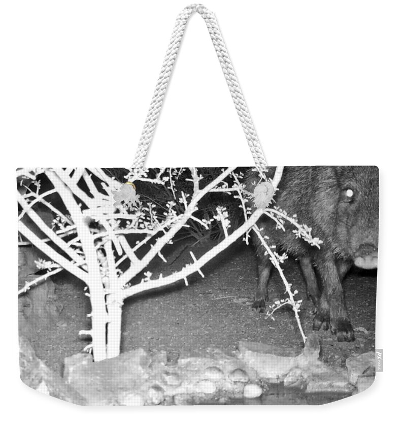 Animals Weekender Tote Bag featuring the photograph Javelina - Collared Peccary - at Night by Judy Kennedy