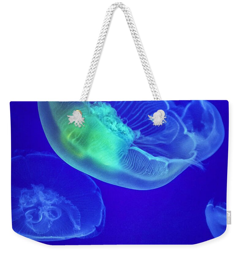 Jellyfish Or Jellies Are The Major Non-polyp Form Of Individuals Of The Phylum Cnidaria. Free-swimming Marine Animals Consisting Of A Gelatinous Umbrella-shaped Bell And Trailing Tentacles. Weekender Tote Bag featuring the photograph Jellyfish 3 by David Zanzinger