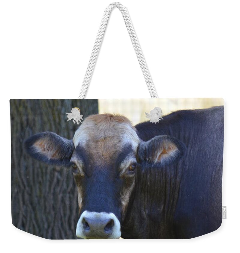 Jersey Cow Weekender Tote Bag featuring the photograph Jersey Cow by Maria Urso