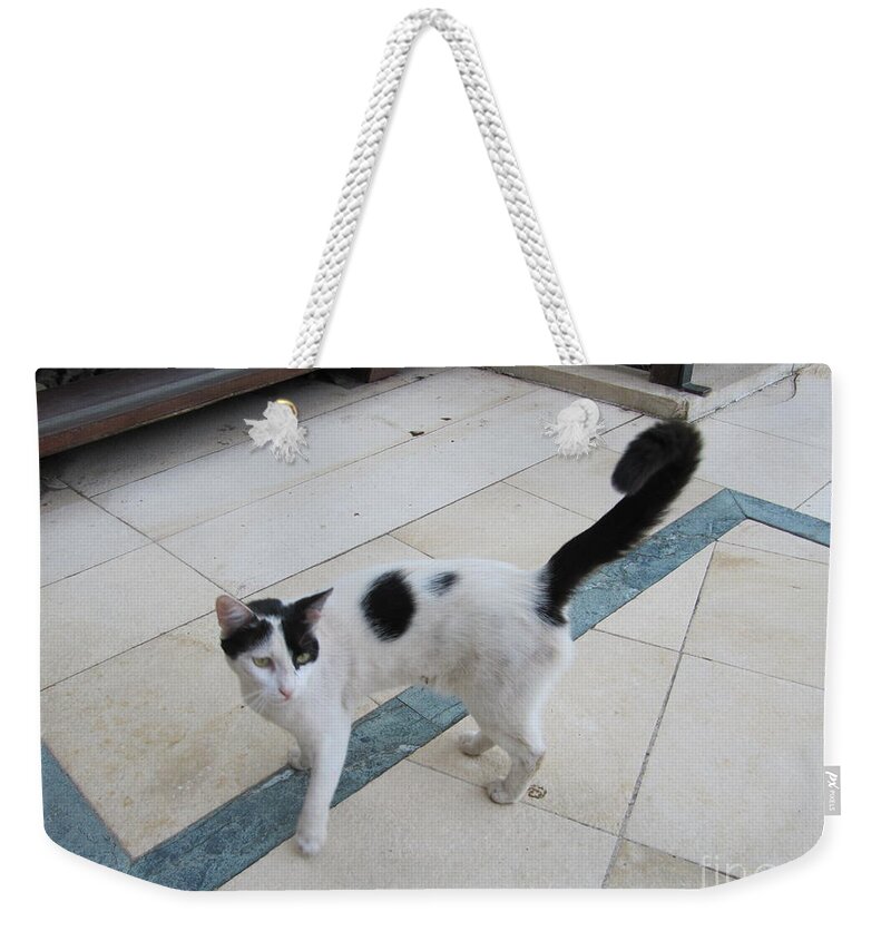 Cat Weekender Tote Bag featuring the photograph Jordan Marriott Cat #1 by Donna L Munro