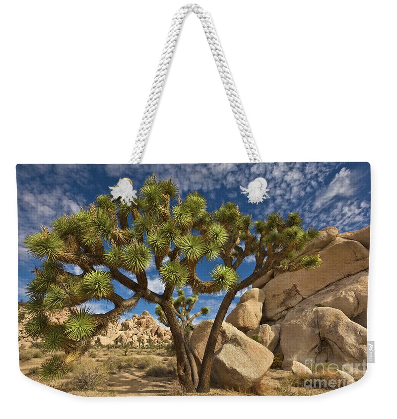 00559247 Weekender Tote Bag featuring the photograph Joshua Tree and Blue Sky by Yva Momatiuk John Eastcott