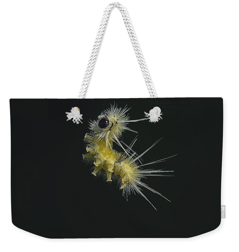 Caterpillar Weekender Tote Bag featuring the photograph Jump by Sue Capuano